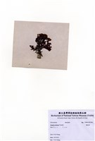 藏品(團扇藻)的圖片